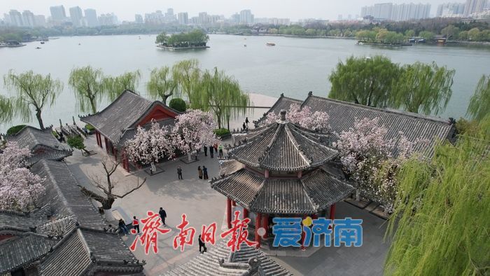 打卡泉城C位春色 历下亭海棠花迎来最佳观赏期