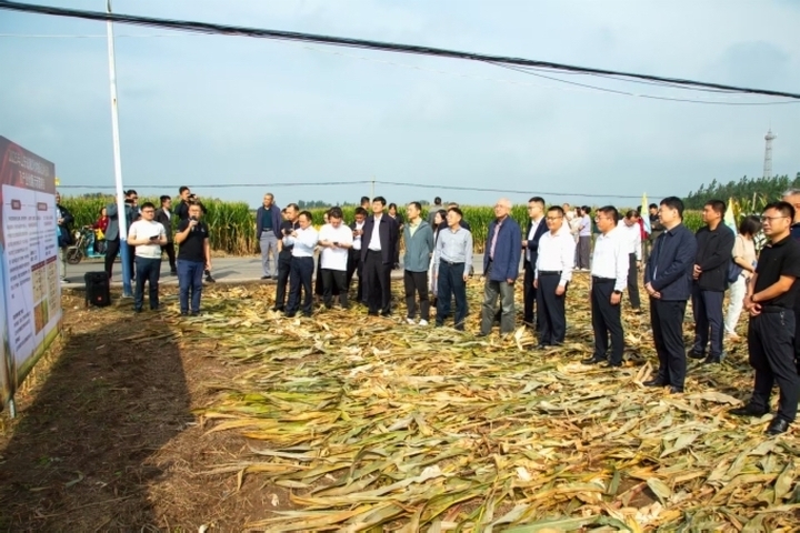 “金豆子”“铁秆玉米”扎根齐鲁！山东育种创新筑牢粮食安全“双防线”