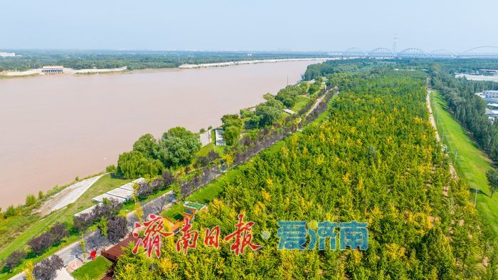 金色盛宴即将开启！济南黄河银杏林最佳观赏期预告，收好这份打卡攻略
