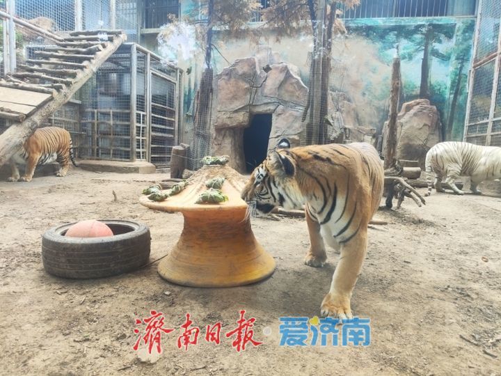 一年四季 泉在济南丨端午节，济南动物园的动物们吃粽子啦