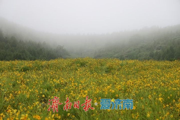 雨中花海添诗意 济南金鸡菊静美宜人