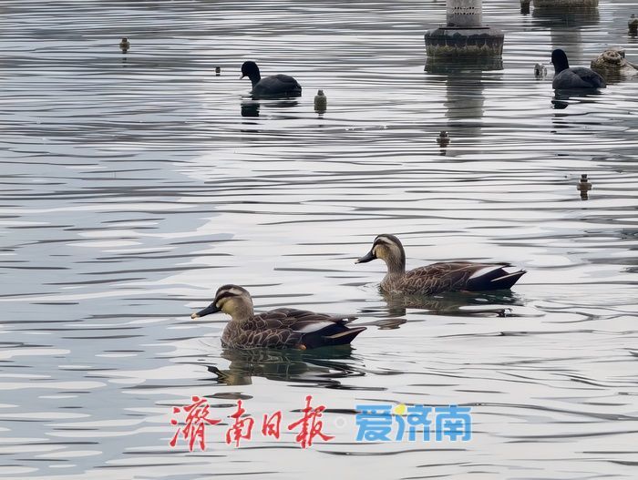 白骨顶鸡“组团”栖息越冬，见证泉城生态之美