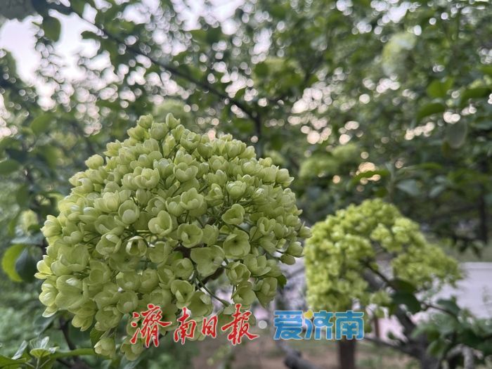 泉城回暖春意浓 木本绣球绽芳华