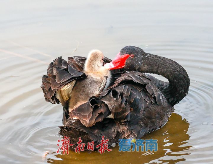 大明湖首次迎来自然孵化“黑天鹅宝宝”
