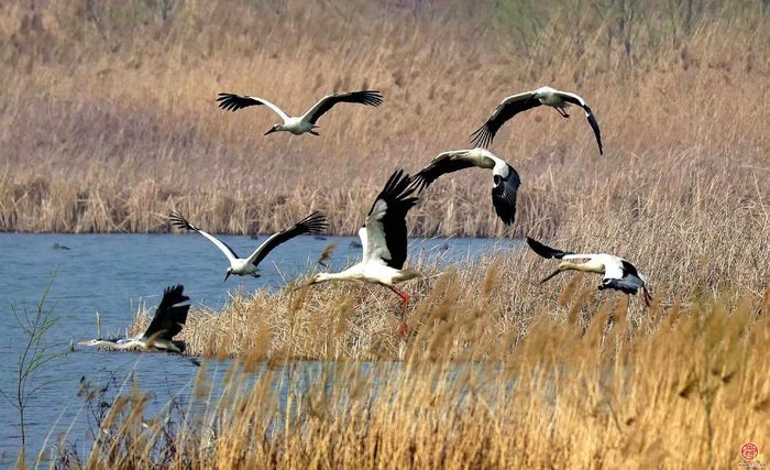 【银发万花筒】“鸟情播报员”崔玉荣：用镜头收藏“会飞的风景”