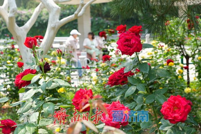 一年四季 泉在济南丨百花公园 “花中皇后” 绽放，缤纷花海引游人打卡