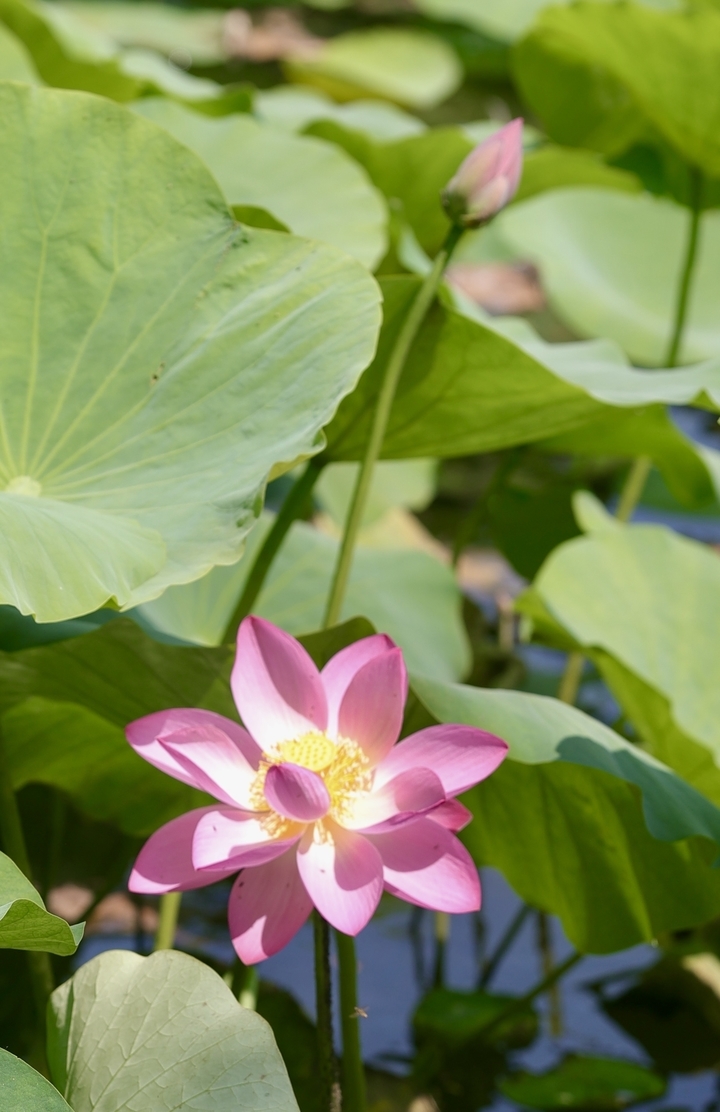 济南：绿柳迎风 红荷出水