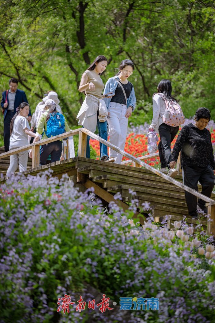 一年四季 泉在济南丨泉城春满山谷间！济南红叶谷郁金香与二月兰织就春日浪漫图景