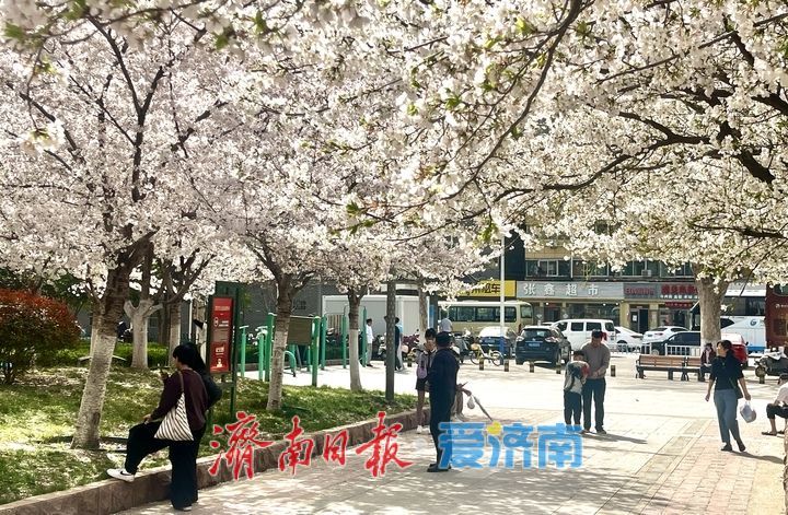 滨湖广场樱花盛放，成春日热门打卡点