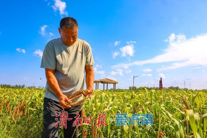 增产三成！济南章丘祥霞农场80亩龙山贡米迎丰收