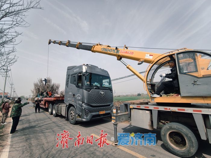 樱花苗木成 “摇钱树” 村民增收有新路