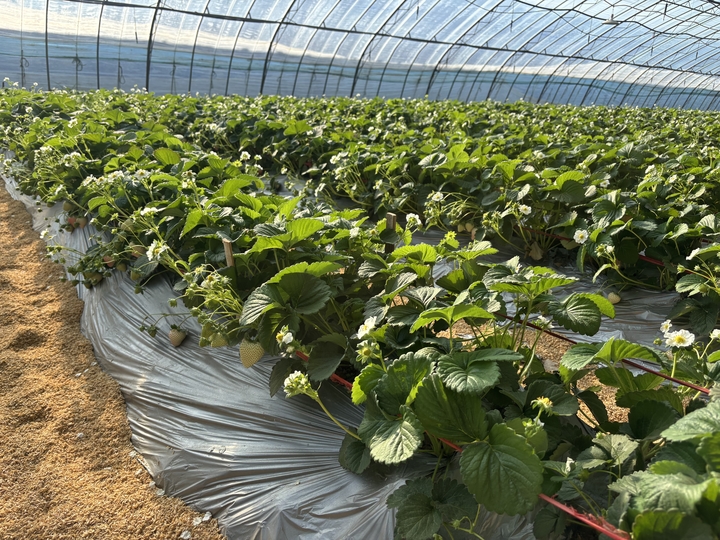 智能大棚恒温恒湿 新品种备受欢迎 70后夫妻家门口种草莓 种出“莓”好生活