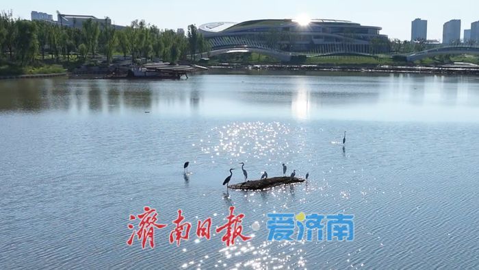市鸟“安家落户”，济南起步区大寺河迎来“生态哨兵”
