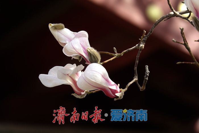 一年四季 泉在济南丨泉水叮咚，玉兰花开