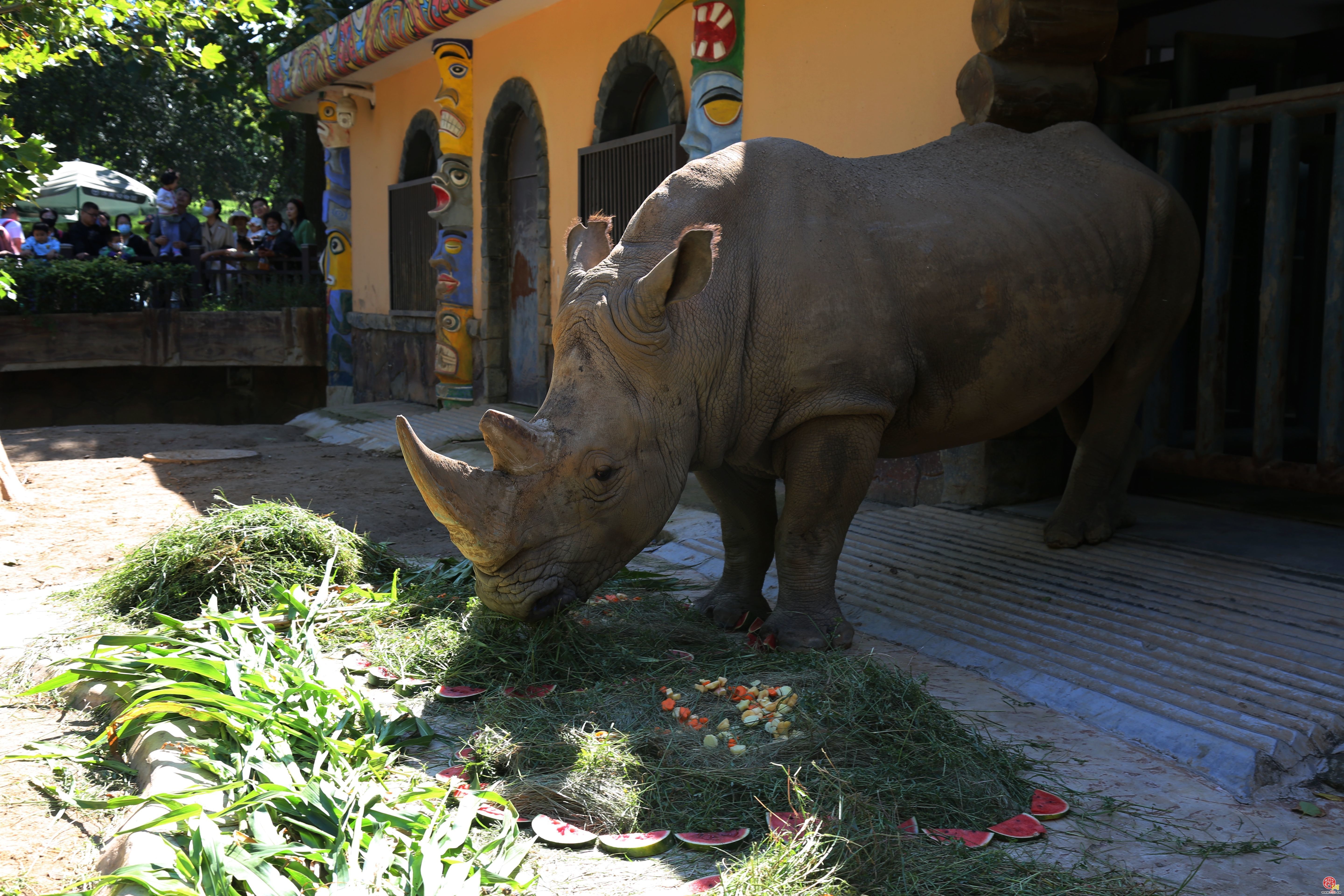 全国科普日——国际犀牛日 济南动物园内传递爱与关怀