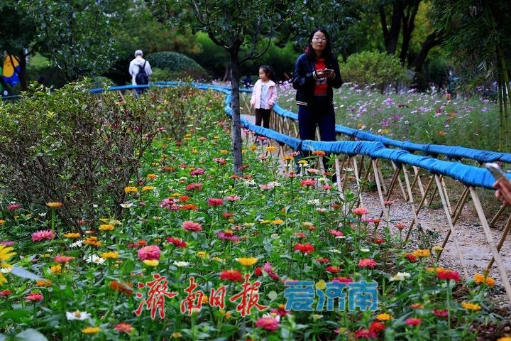 邂逅百日菊花海 解锁泉城晚秋浪漫