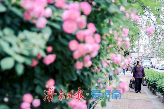 一年四季 泉在济南丨蔷薇花开满街巷 暮春美景醉人心