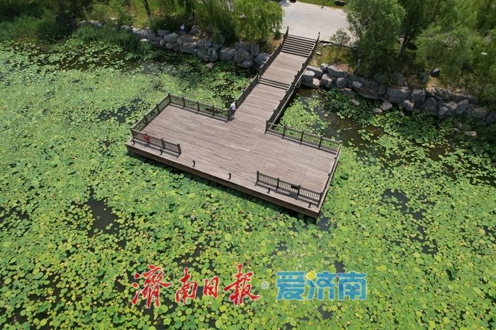 碧叶摇曳待花开