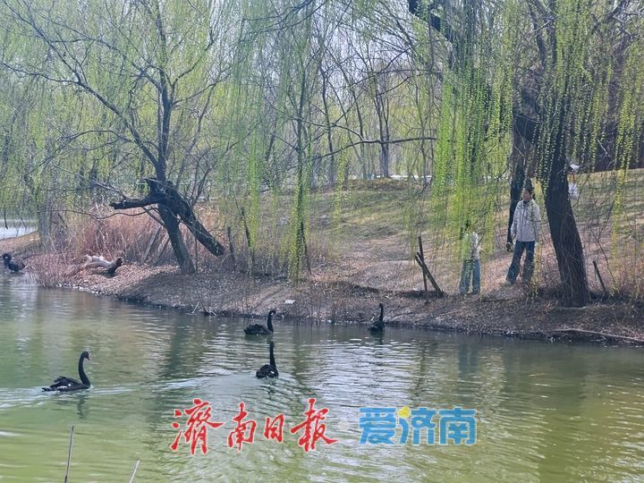 黑天鹅畅游济西湿地