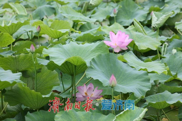 一年四季 “泉”在济南丨荷风送香！泉城公园荷花盛开迎来观赏季