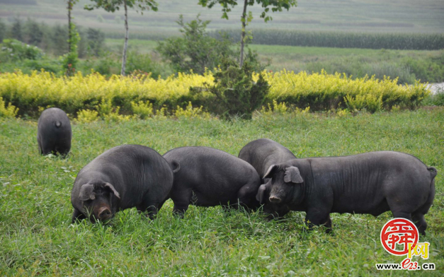 曲堤黄瓜品牌价值14.91亿元 济南农业品牌强市战略成效显著