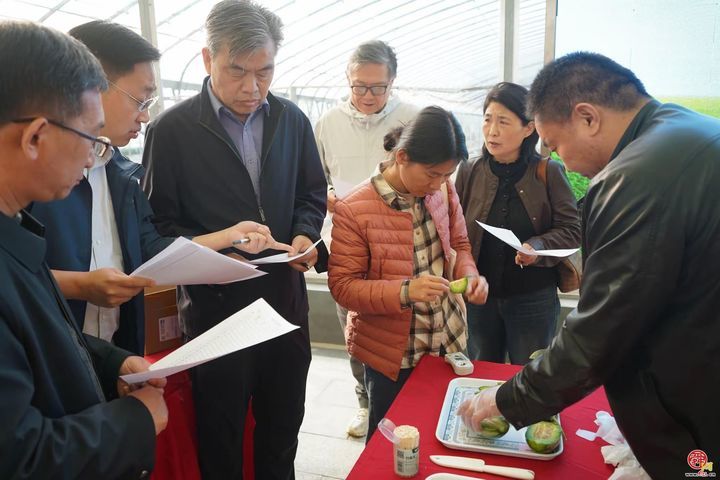 甜蜜风暴席卷高官寨！谁是最强“甜瓜王”？——2026年高官寨甜瓜季种植能手评选鸣锣开赛