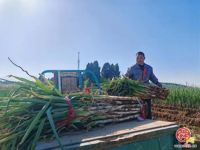 立冬收葱忙！绣惠女郎山葱香满田垄