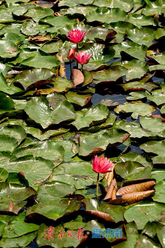一年四季 泉在济南丨大明湖荷花睡莲“竞相争艳” 醉游人