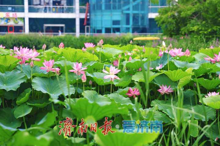 一年四季 泉在济南丨荷花绽放添美景 市民游园享清凉