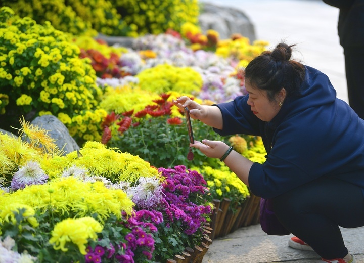 泉畔菊香四溢，趵突泉金菊展迎来赏菊最佳时节