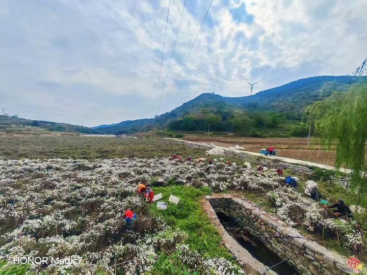 从“采菊东篱”的诗意到“乡村振兴”的盛景——官庄街道连绵青山绽放“幸福花海”