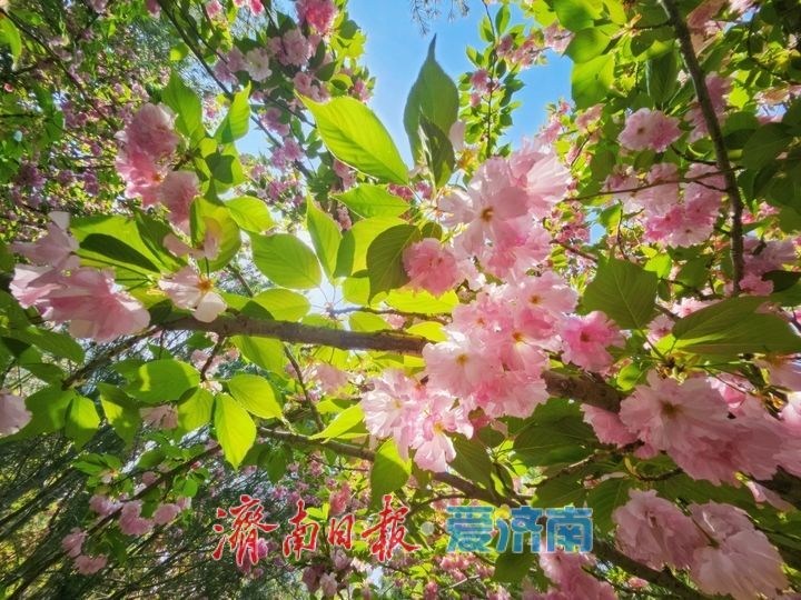 樱花漫道醉春风 济南森林公园樱花大道迎来最佳观赏期