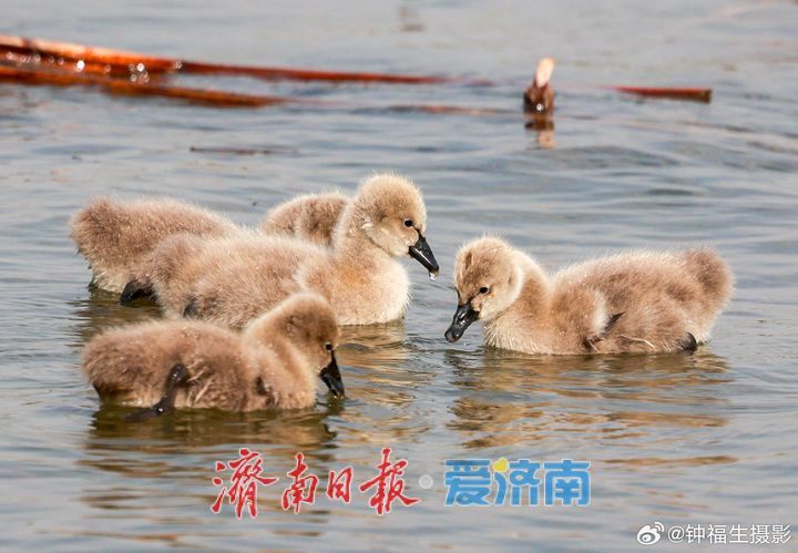 大明湖首次迎来自然孵化“黑天鹅宝宝”