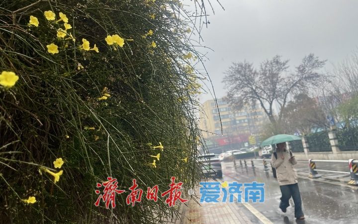 济南春雨降温迎春花俏 未来将有雨雪天气