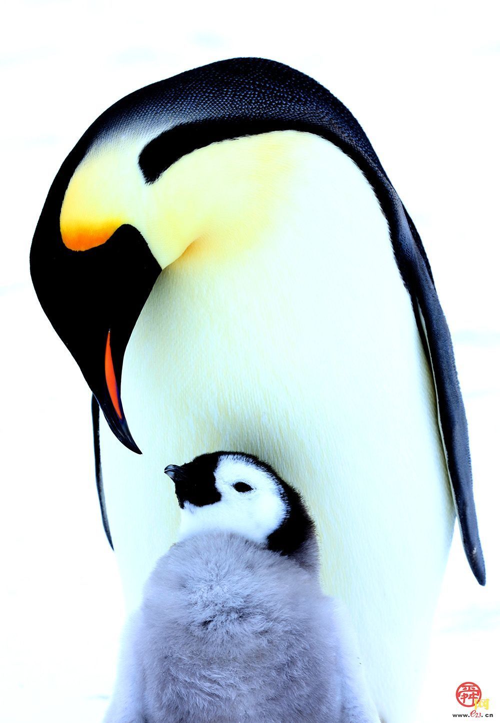 侯贺良8探南极数智影像大展在山东博物馆开展