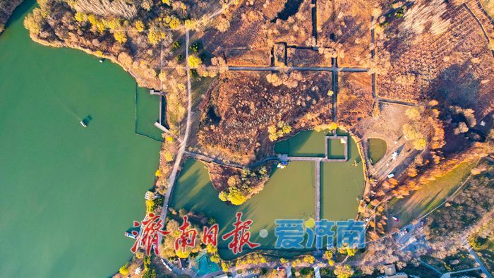 芦花纷飞裹碧湖 初冬湿地美如画——济西国家湿地公园诗意灵动