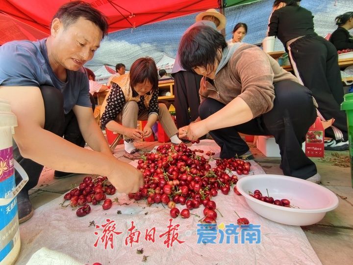 樱桃丰产搭上物流快车 映红乡村振兴好图景