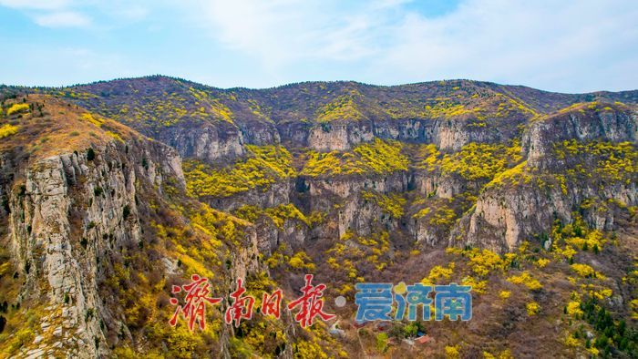 济南“小太行”藏不住了！天帘山连翘花迎来高光时刻