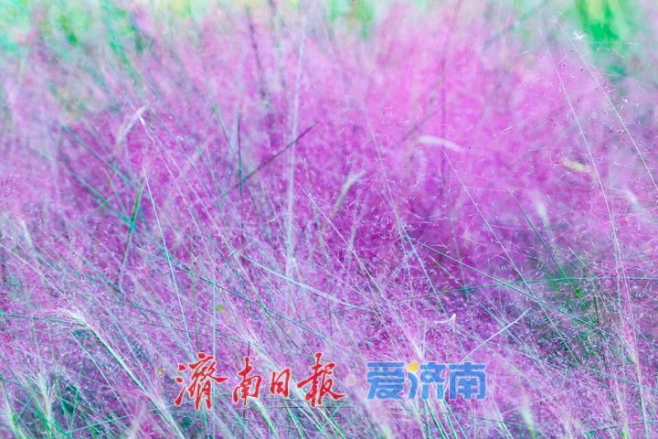 一年四季 泉在济南丨泉城人才公园粉黛乱子草绽放如烟粉雾