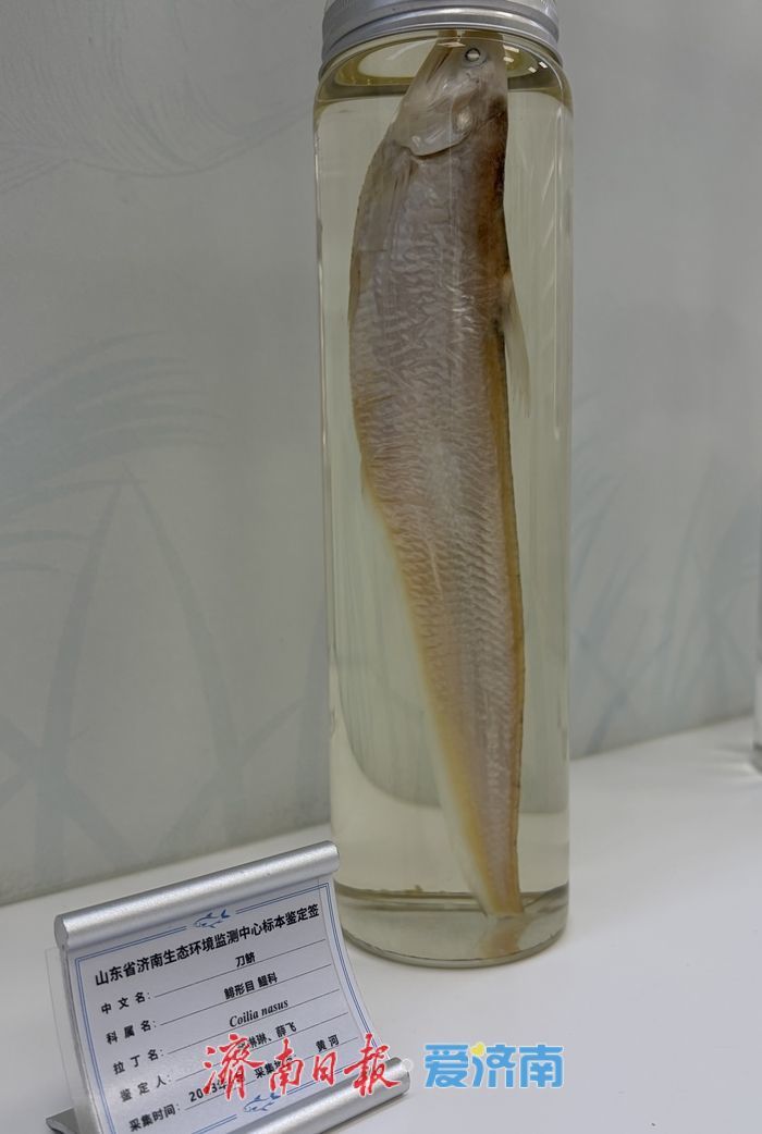 珍稀鱼类是否“到访”，舀一杯河水就能知道