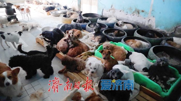 探访济南最大流浪动物基地 3000只“毛孩子”如何过冬