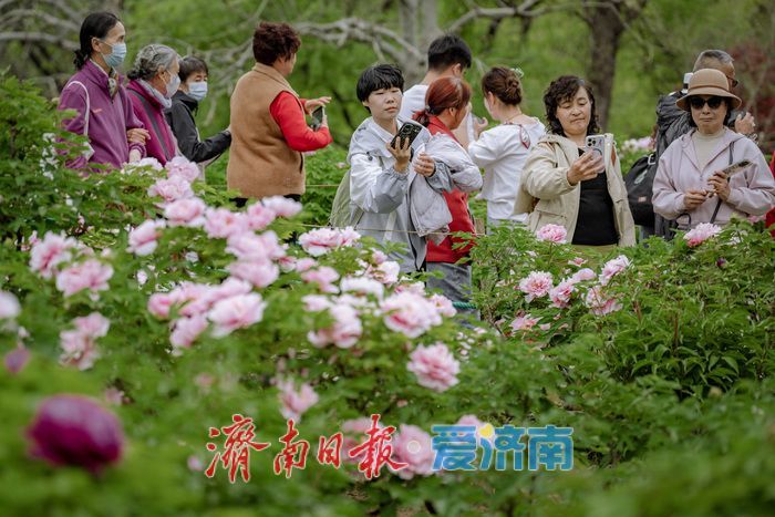 济南泉城公园牡丹芍药盛放，市民共赏春日盛景