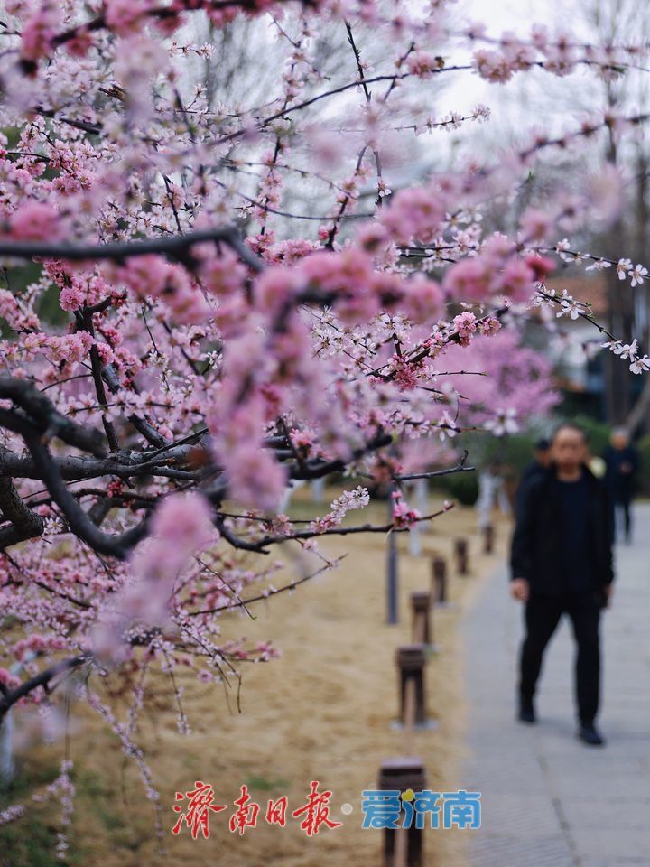 满园春色关不住！森林公园梅花争艳