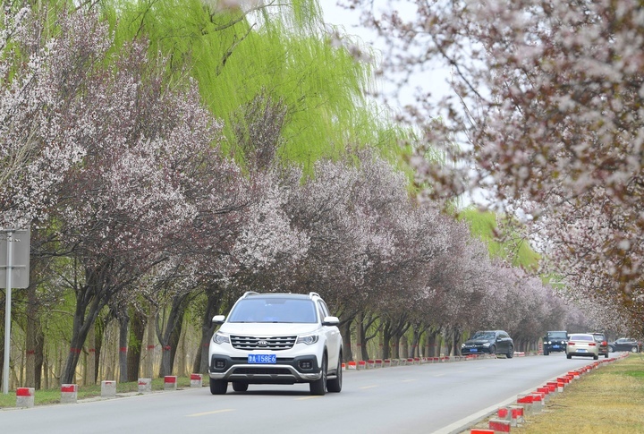 一路繁花醉人心，济南黄河畔“樱花大道”等你来打卡