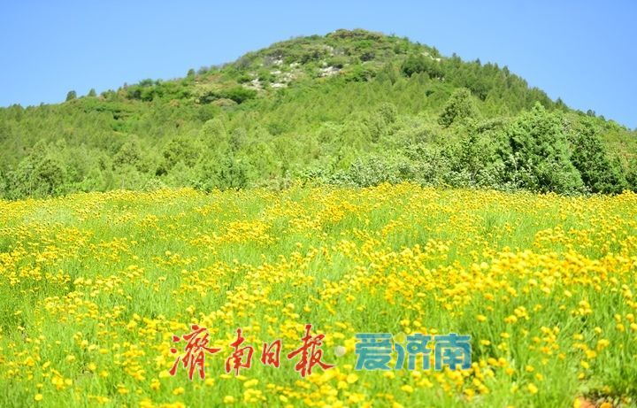 济南初夏“黄金毯”上线！蚰蜒山下万平金鸡菊花海盛放