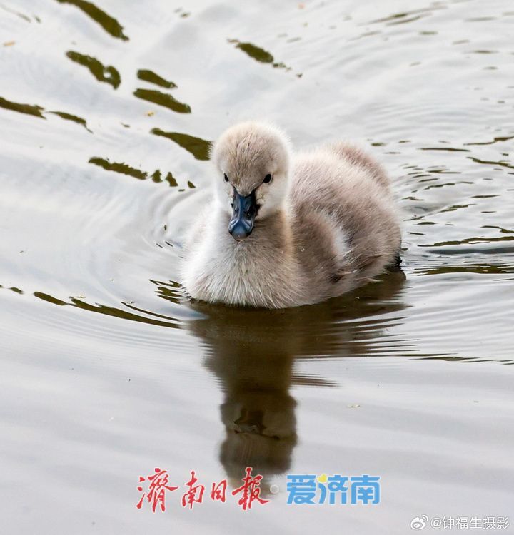 大明湖首次迎来自然孵化“黑天鹅宝宝”