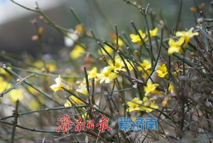 迎春花开报春来