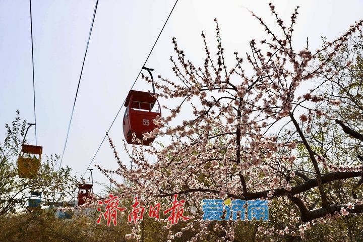 赏花季催热泉城“春日经济”