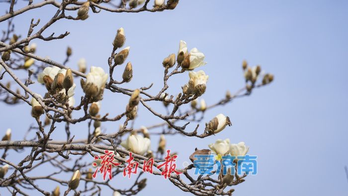 济南街头，玉兰花悄然绽放