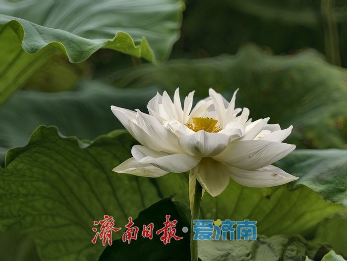 一年四季 泉在济南丨荷风送香醉游人 大明湖赏荷热度持续走高
